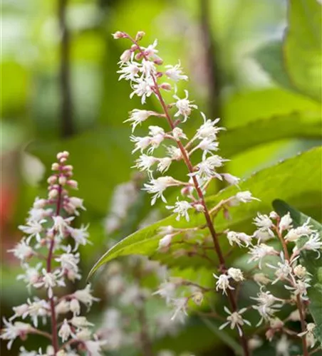Helles Garten-Purpurglöckchen