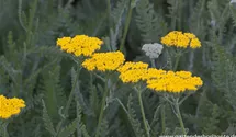 Achillea filipendulina 'Coronation Gold'