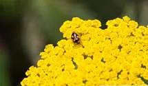 Achillea filipendulina 'Coronation Gold'
