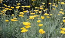 Achillea filipendulina 'Coronation Gold'