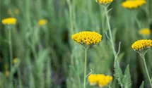 Achillea filipendulina 'Coronation Gold'