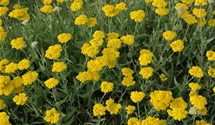 Achillea filipendulina 'Coronation Gold'
