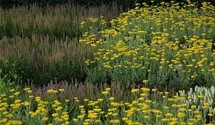 Achillea filipendulina 'Coronation Gold'
