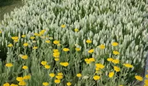 Achillea filipendulina 'Coronation Gold'