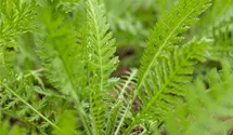 Achillea filipendulina 'Coronation Gold'