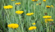 Achillea filipendulina 'Coronation Gold'