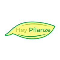 Hey Pflanze