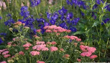 Achillea millefolium 'Apricot Delight'