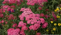 Achillea millefolium 'Apricot Delight'