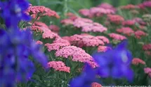 Achillea millefolium 'Apricot Delight'