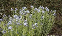 Amsonia tabernaemontana var. salicifolia