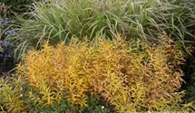 Amsonia tabernaemontana var. salicifolia