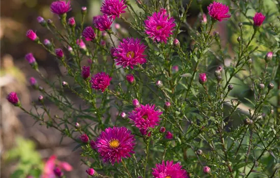 Garten-Glattblatt-Aster 'Neron'