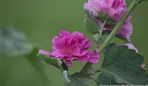 Alcea suffrutescens 'Poetry'