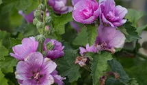 Alcea suffrutescens 'Poetry'