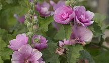 Alcea suffrutescens 'Poetry'
