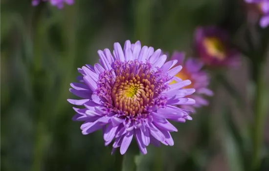 Niedrige Garten-Aster 'X Pink'