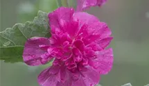 Alcea suffrutescens 'Poetry'