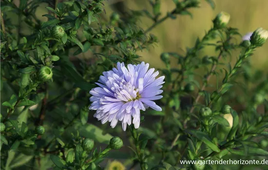 Glattblatt-Aster