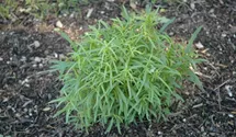 Artemisia dracunculus 'Rusischer'