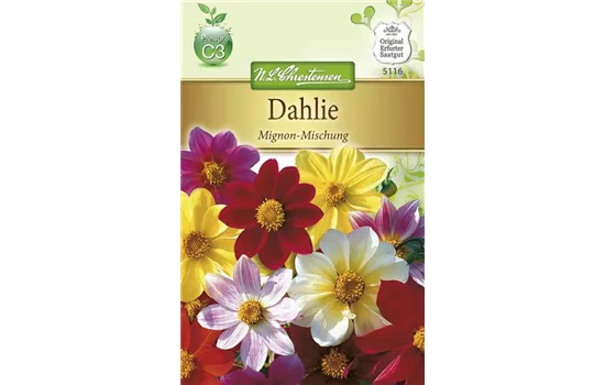 Dahliensamen 'Mignon'