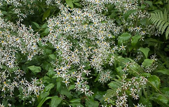 Sperrige Aster