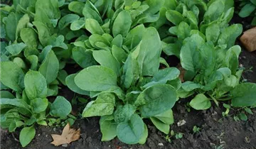 Spinacia oleracea 'Frühes Riesenblatt'