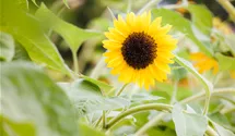 Helianthus annuus 'Sunbright'