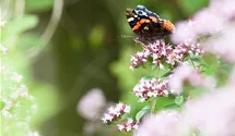 Schmetterlingsweide