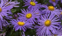 Aster x frikartii 'Mönch'