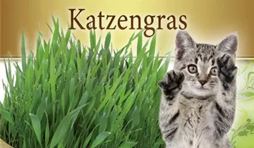 Katzengras