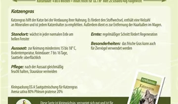 Katzengras