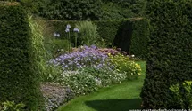 Aster x frikartii 'Mönch'