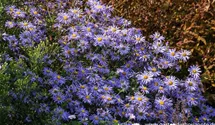 Aster x frikartii 'Mönch'