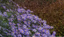 Aster x frikartii 'Mönch'