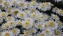 Aster alpinus 'White'