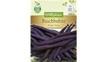 Phaseolus vulgaris var. nanus 'Purple Teepee'