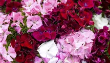 Dianthus barbatus 'Einfache Mischung'