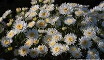 Aster alpinus 'White'