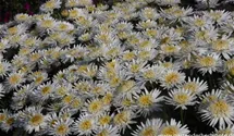 Aster alpinus 'White'