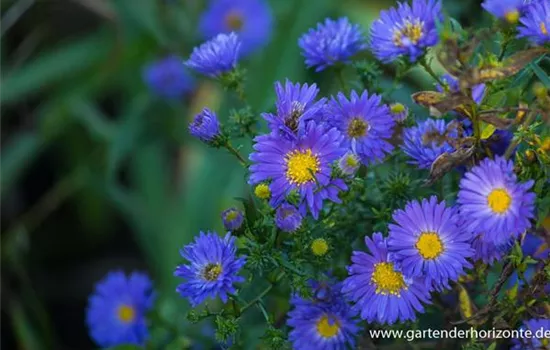Garten-Glattblatt-Aster 'Pyramide'