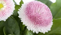 Bellis perennis