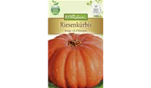 Cucurbita maxima 'Rouge vif d´Etampes'