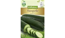 Cucumis sativus 'Saladin'