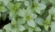 Mentha x piperita