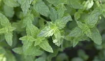 Mentha x piperita