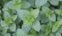 Mentha x piperita
