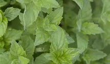 Mentha x piperita