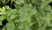 Mentha x piperita