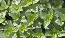 Mentha x piperita